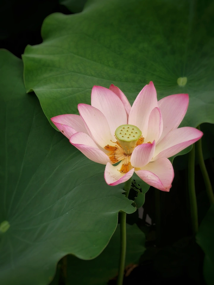 莲花