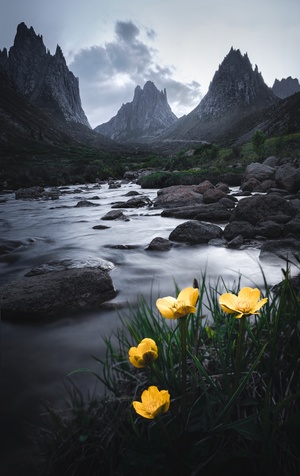 美丽的山峦和前景中的黄色花朵的河流。