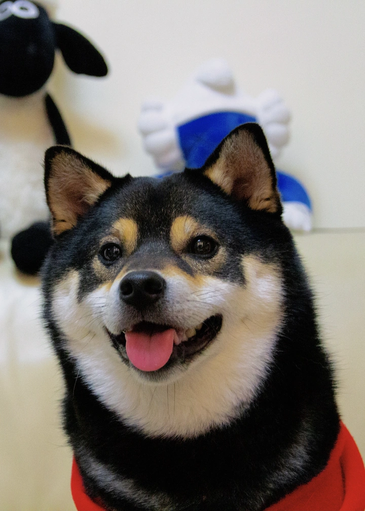 臭臭来啦