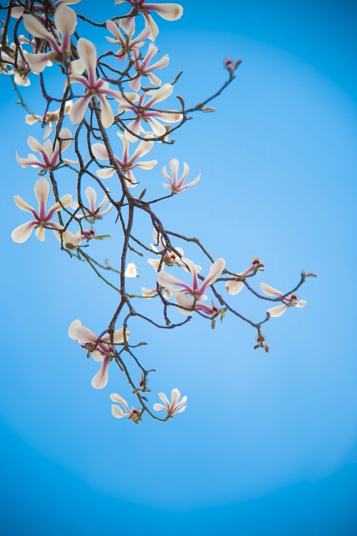 玉兰花开