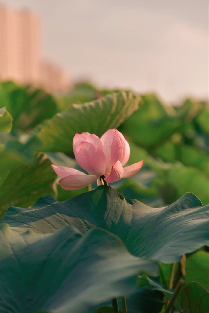 夕阳下的荷花
