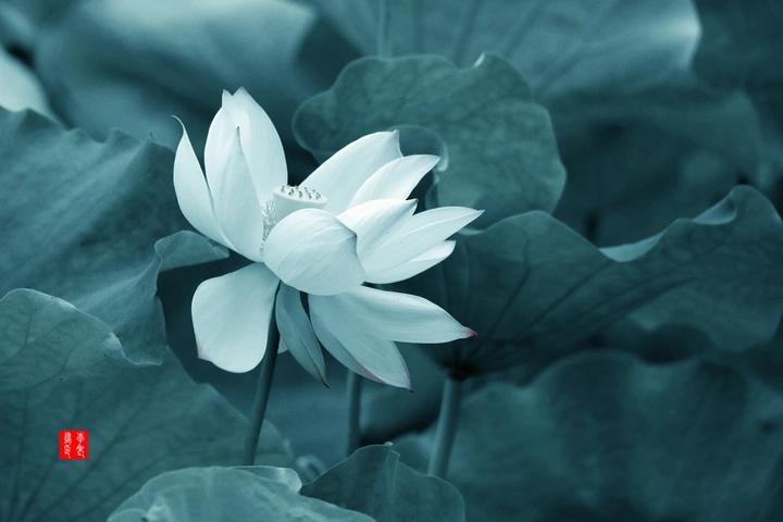 荷花