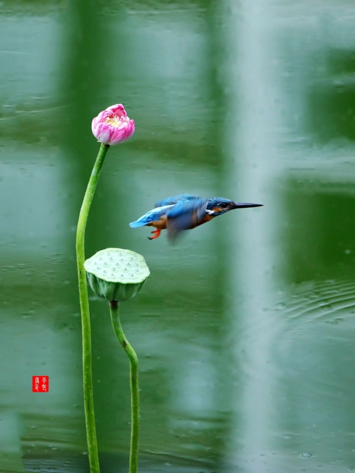 翠鸟*荷花