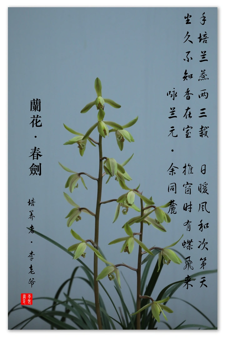 春剑（兰花）