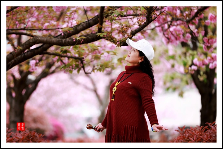 赏樱花