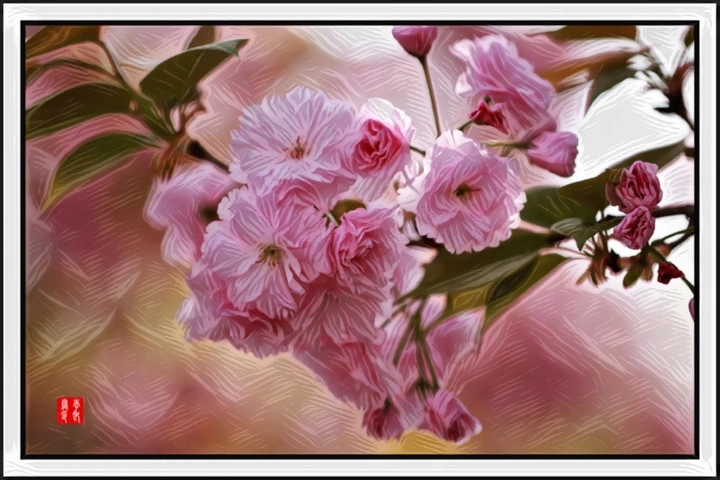 樱花