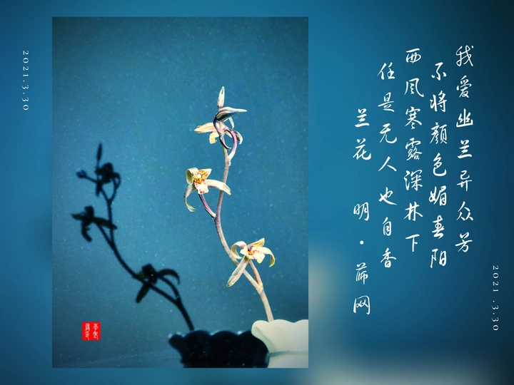 墨兰
