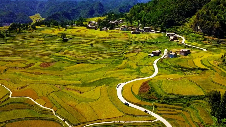 金色的大地