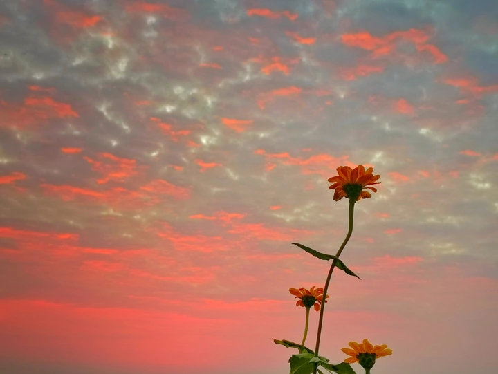 朝霞中的小花