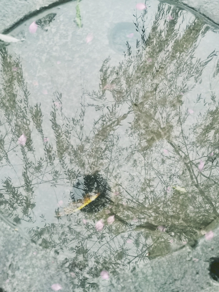 井中月，水中花。