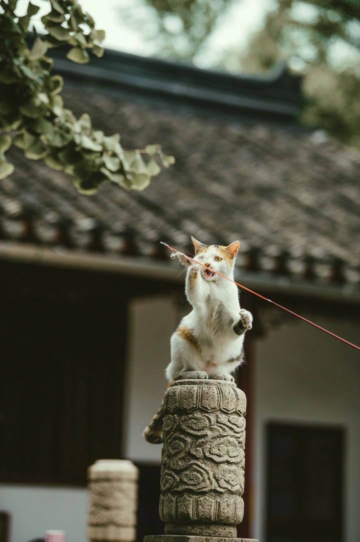 打逗猫棒