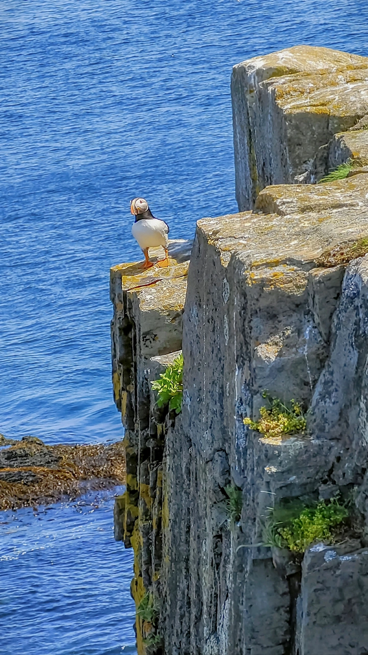 海鹦鹉