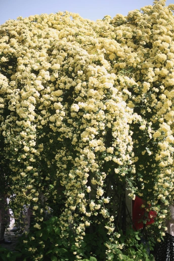 一丛盛开的黄色花朵