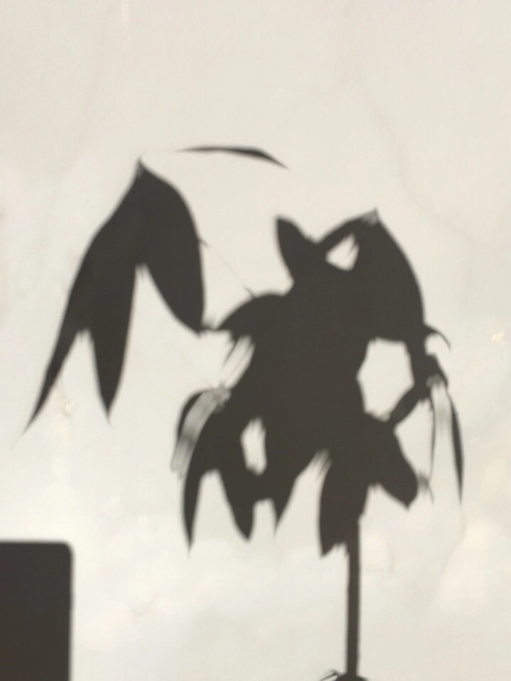 树影