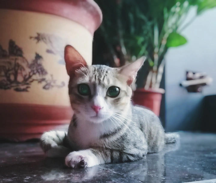 猫和鱼