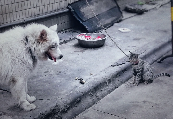 狗•链•猫