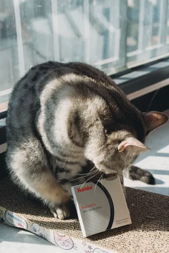 一只猫坐在窗边的书上