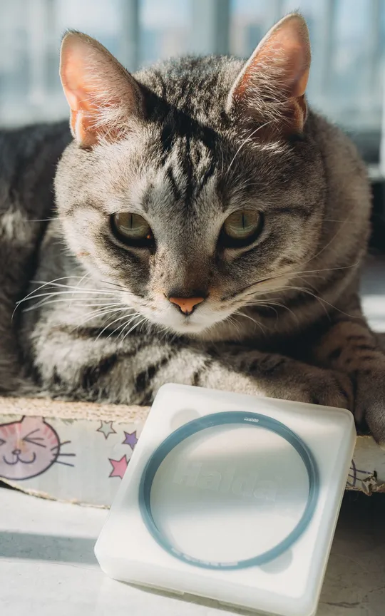 一只猫坐在盒子顶部