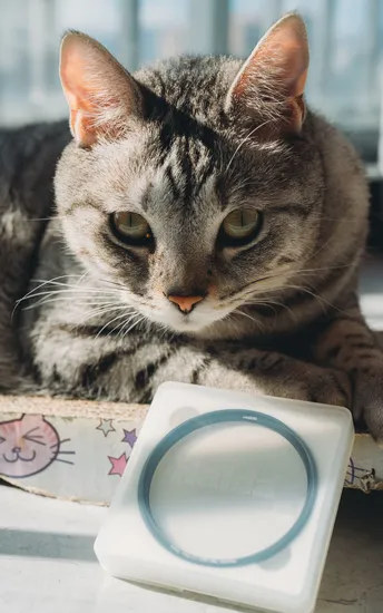 一只猫坐在盒子顶部