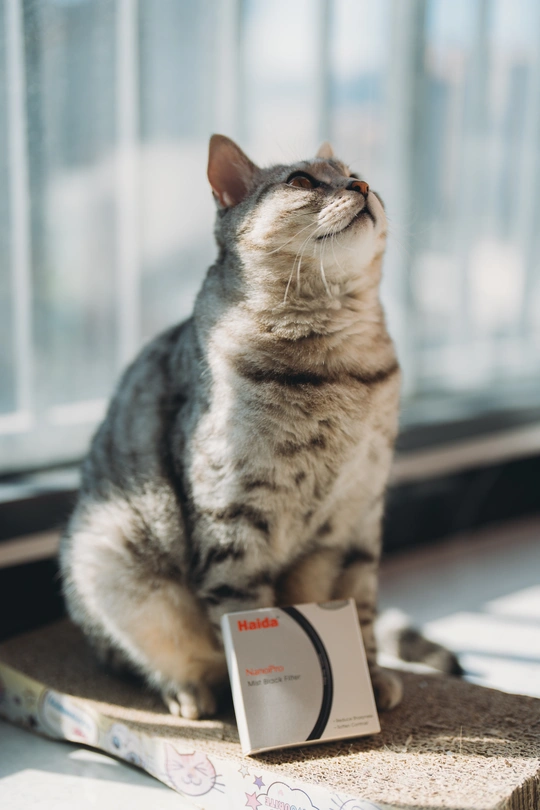 一只猫坐在窗台上 向外望着