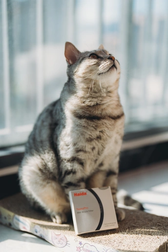 一只猫坐在窗台上 向外望着