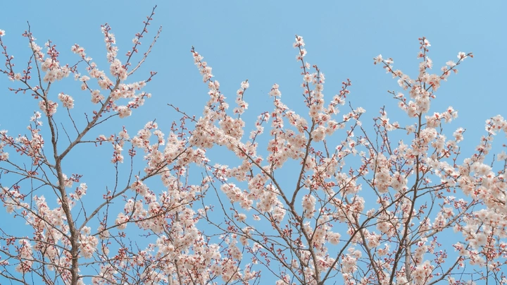 樱花