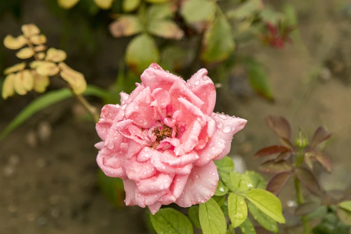 花朵雨露