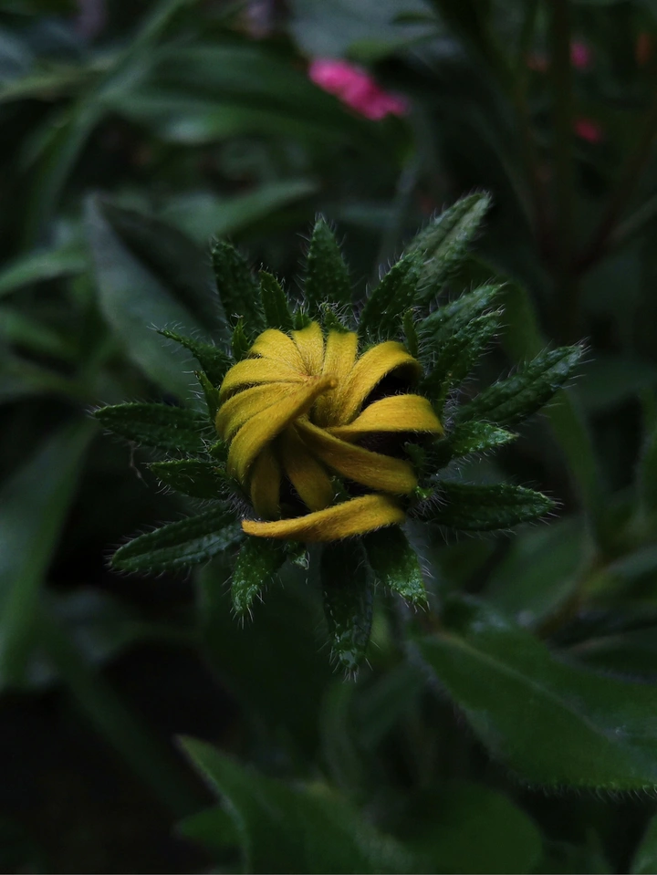 手机摄影（717）向阳花开