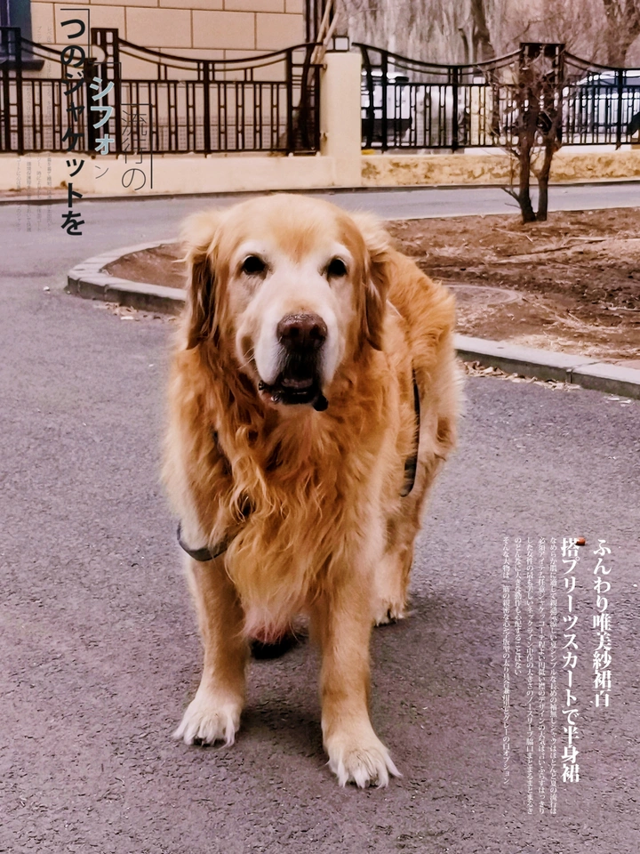手机摄影（787）金毛大黄