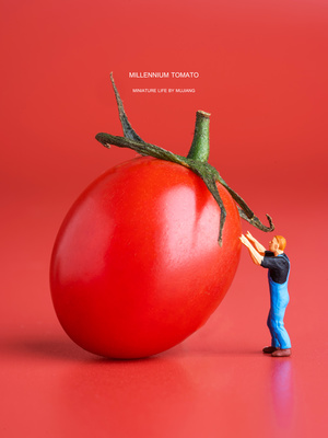 一个大的番茄在红色的背景上 一个小人试图爬上去。
