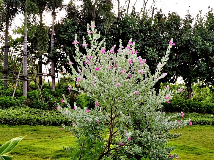 红花玉芙蓉