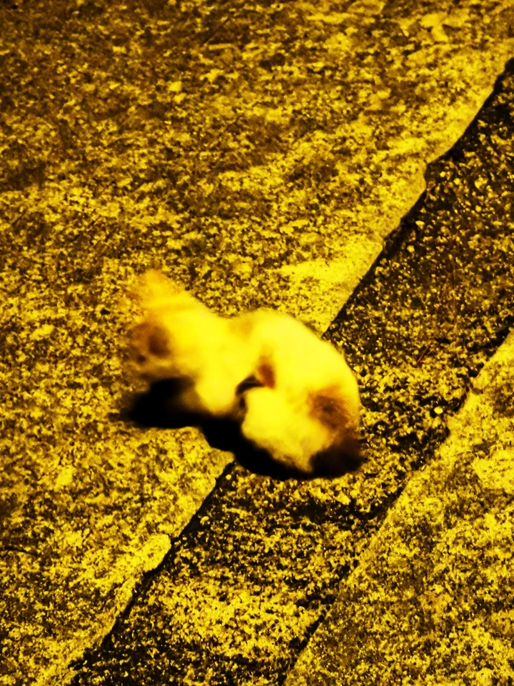 山路上的猫