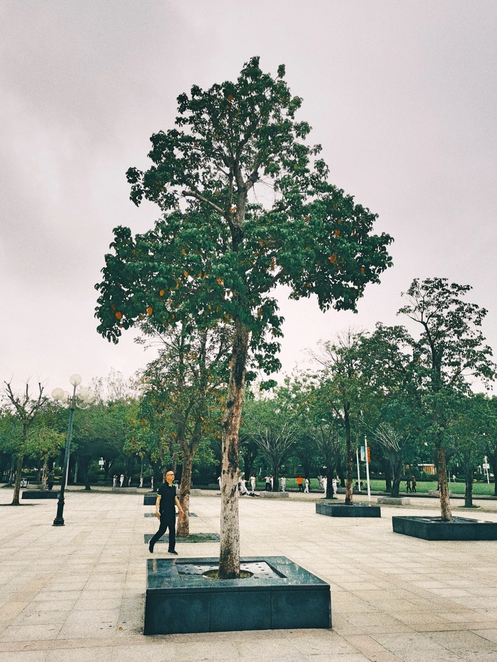 树阵广场