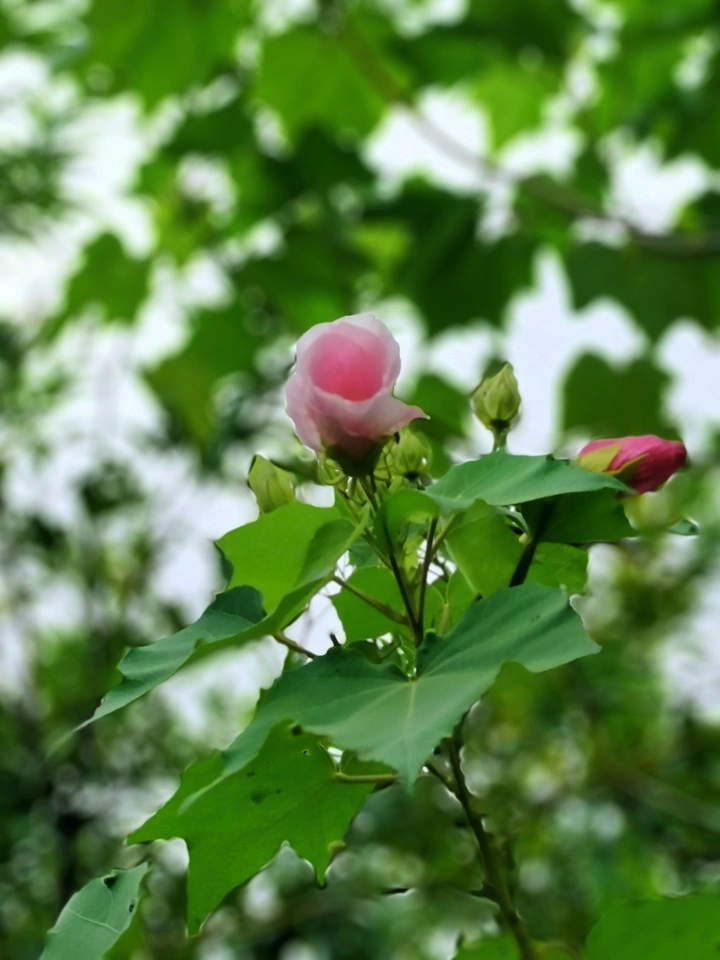 木芙蓉