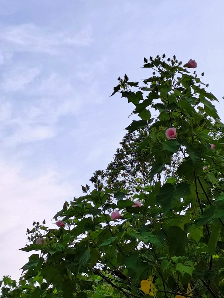 仰头望空