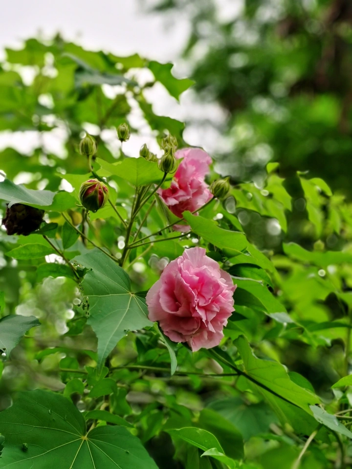 花开红艳