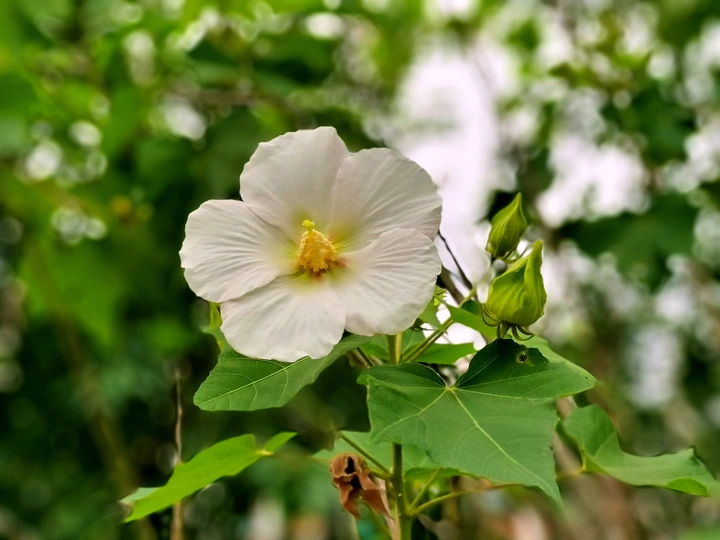 白色木芙蓉花