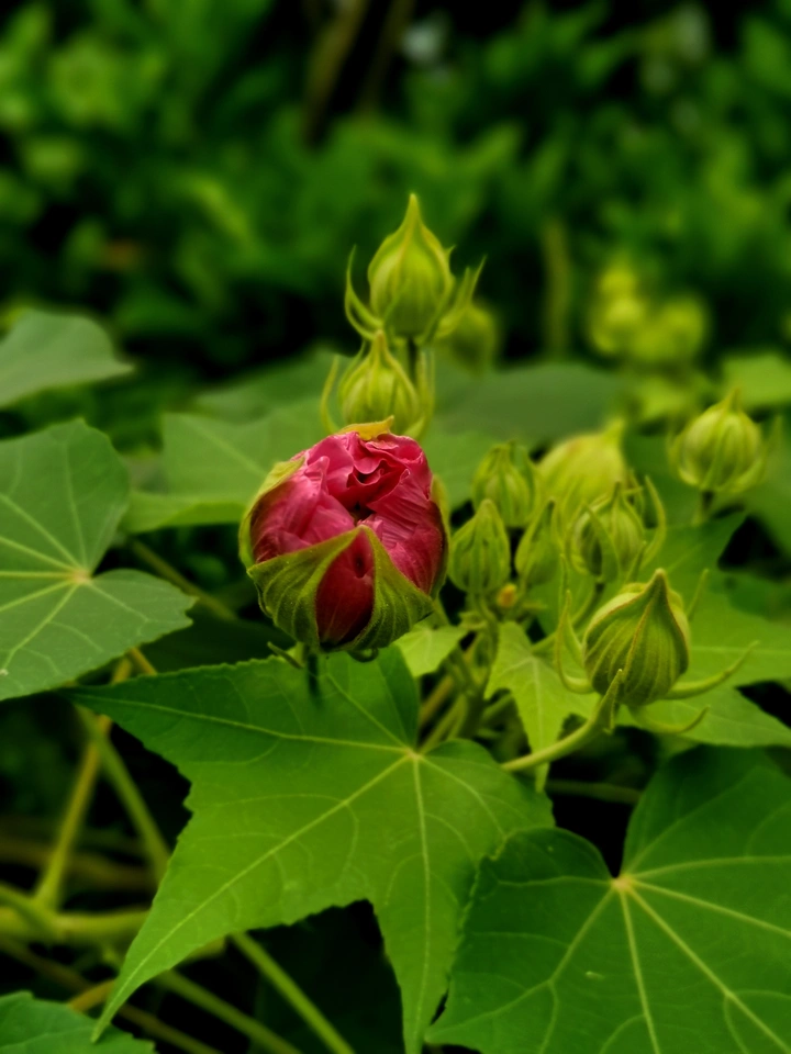 花蕾欲开