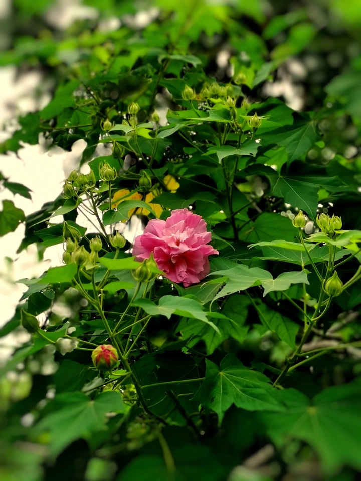 红花绽放绿叶葱茏