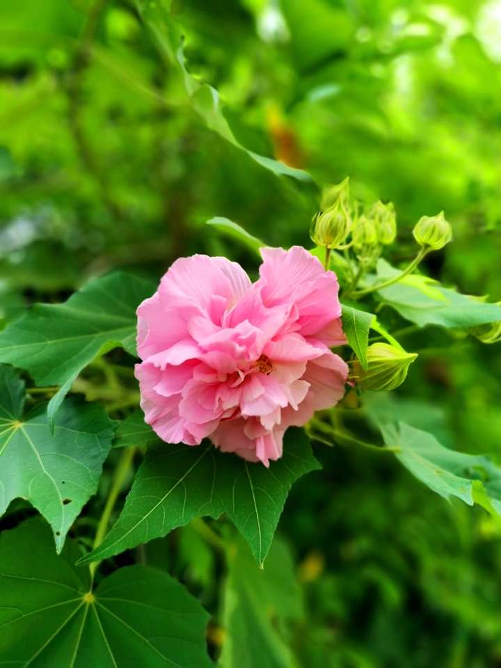 芙蓉花绽放