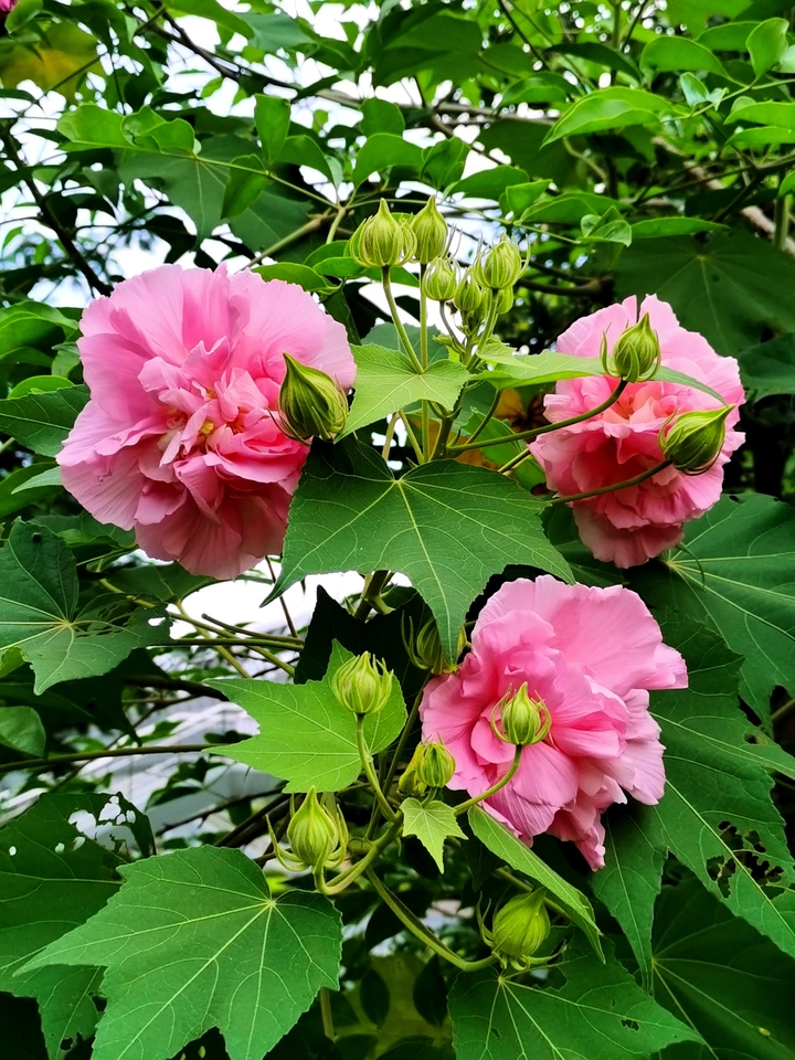 花蕾欲开与绽放