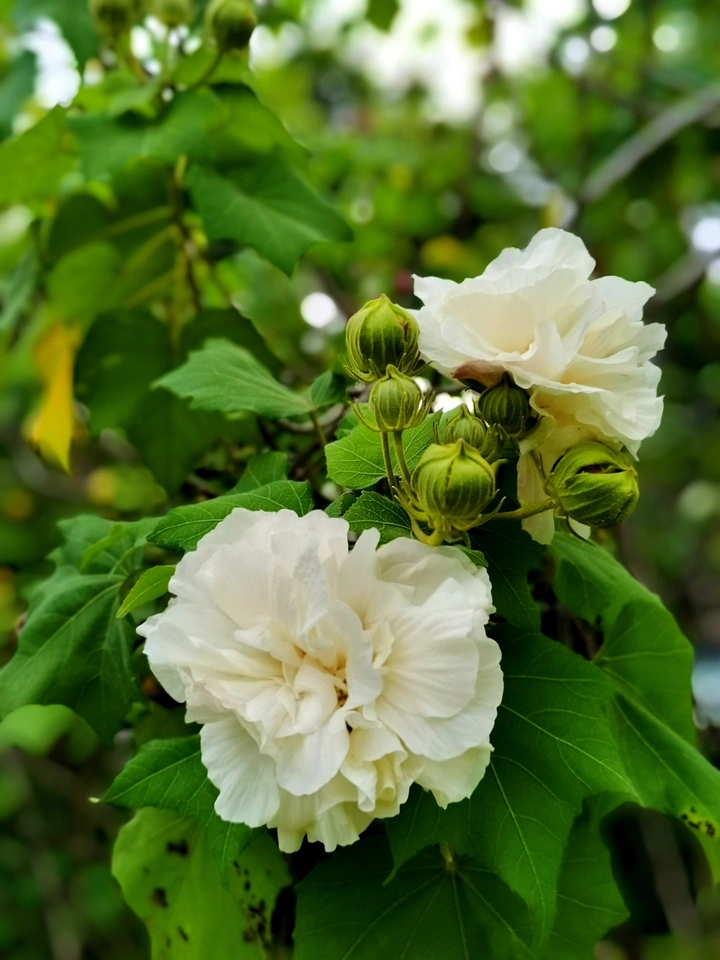 白色木芙蓉花