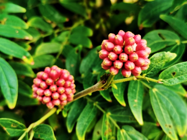 朱缨花