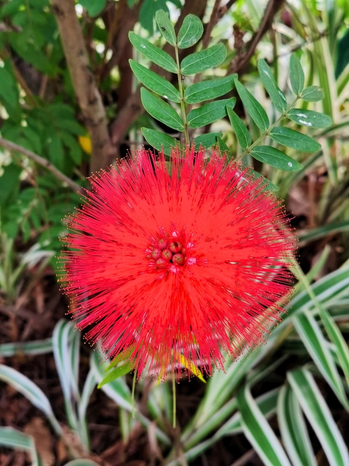 朱缨花