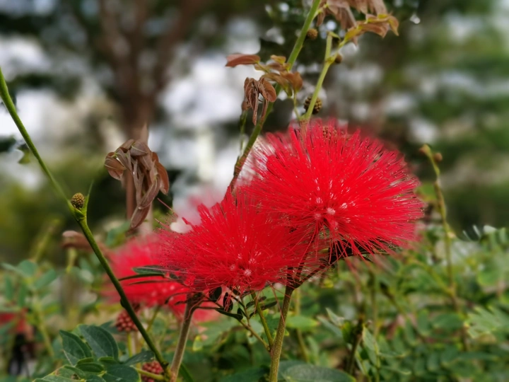 朱缨花