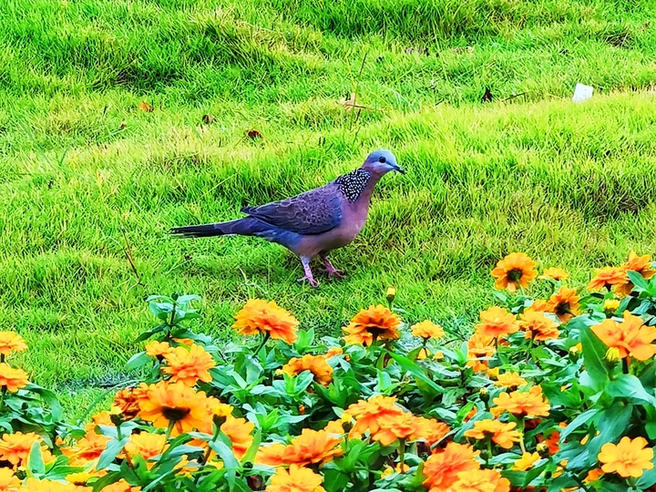 草坪斑鸠