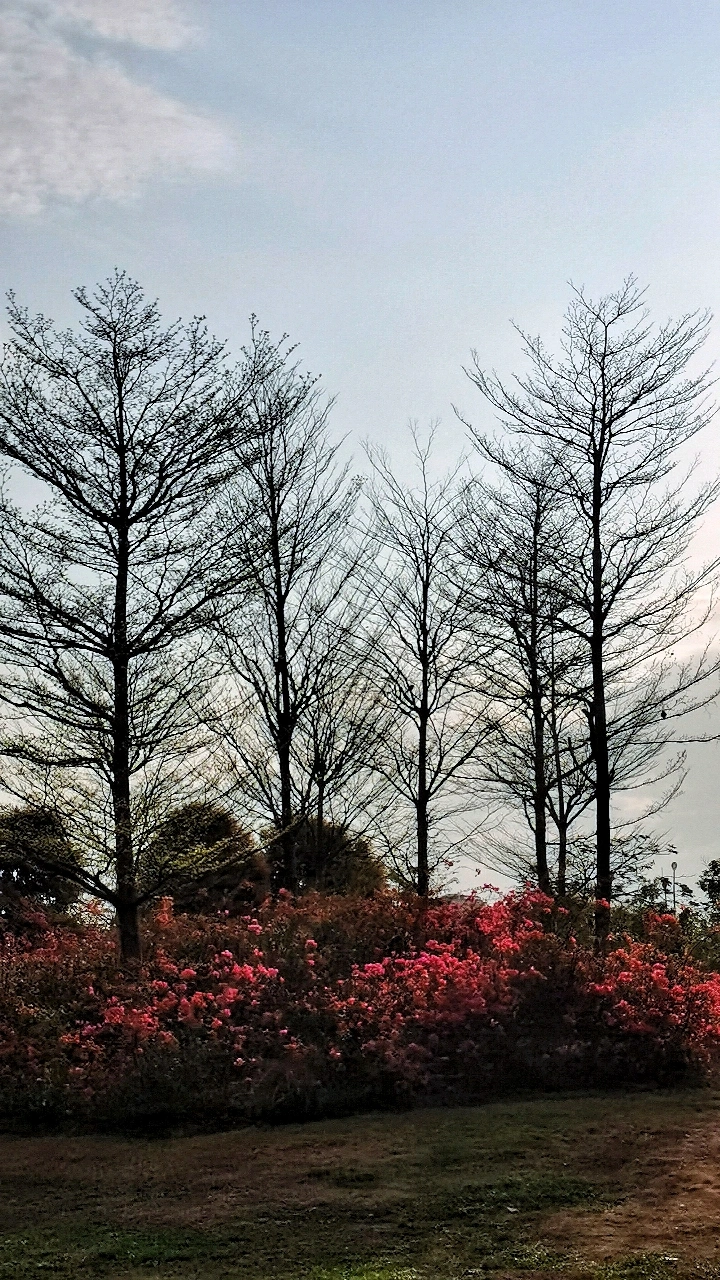 小叶榄仁