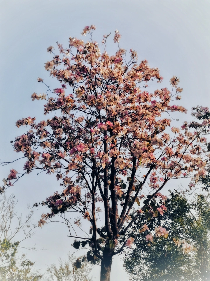 洋紫荆