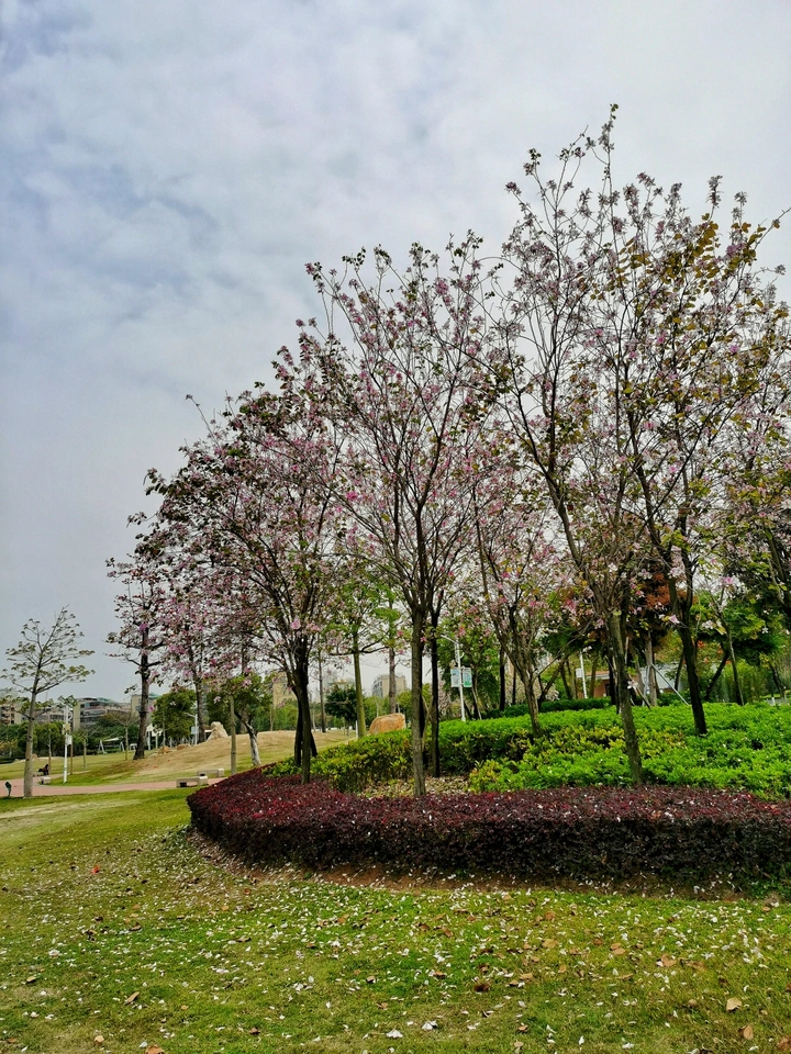 风吹花瓣落满地