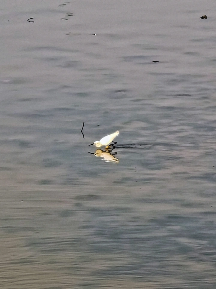 捕食